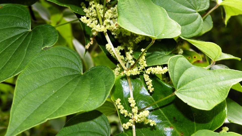 Dioscorea villosa: Sistematica, Etimologia, Habitat, Coltivazione