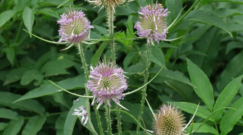 Dipsacus fullonum