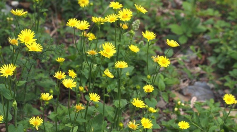 Doronicum pardalianches