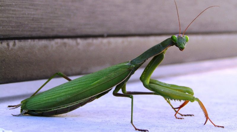 Mantis religiosa