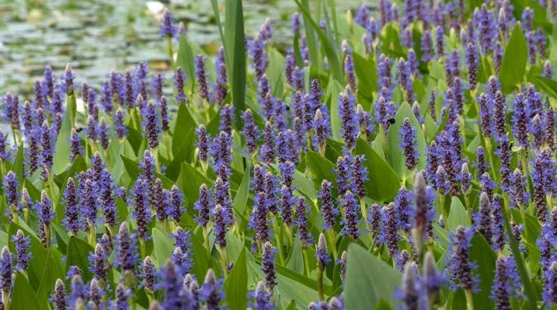 Pontederia cordata