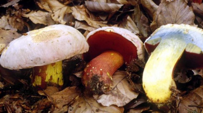 Rubroboletus rhodoxanthus