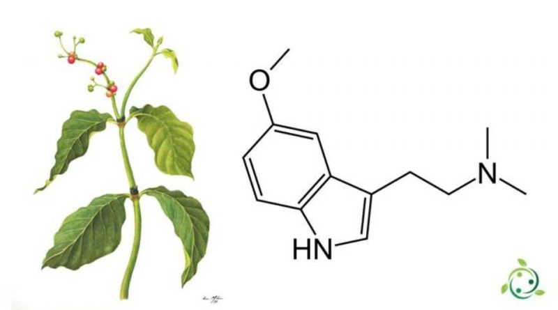 5-MeO-DMT