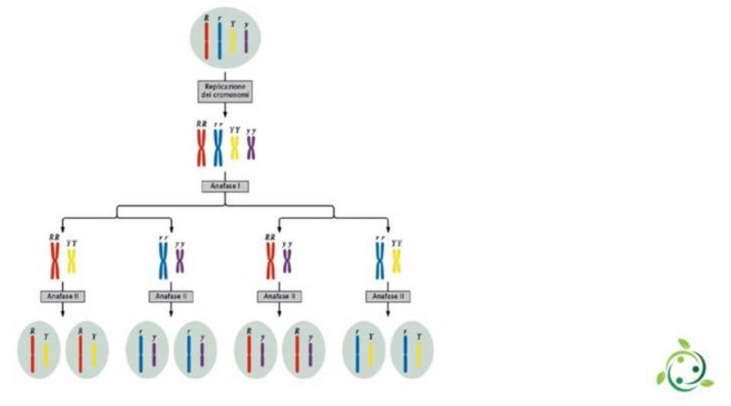 Allele