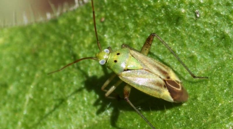 Calocoris norvegicus