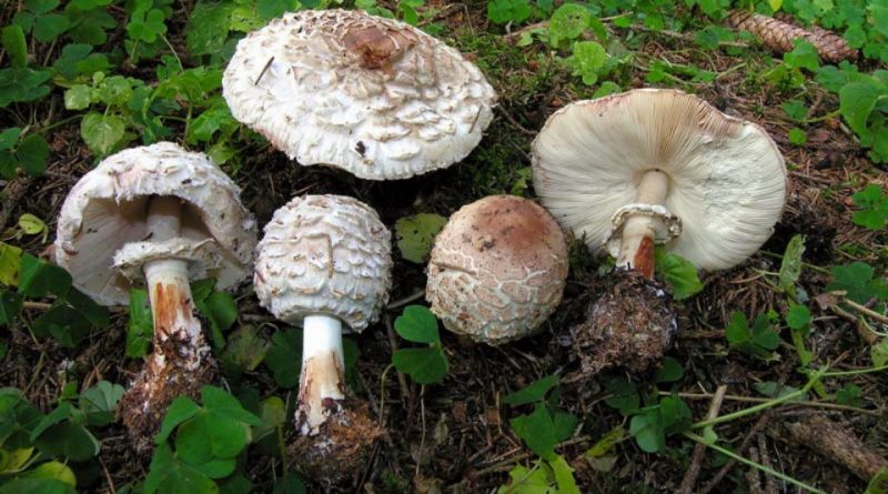 Chlorophyllum rachodes