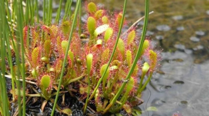 Drosera anglica