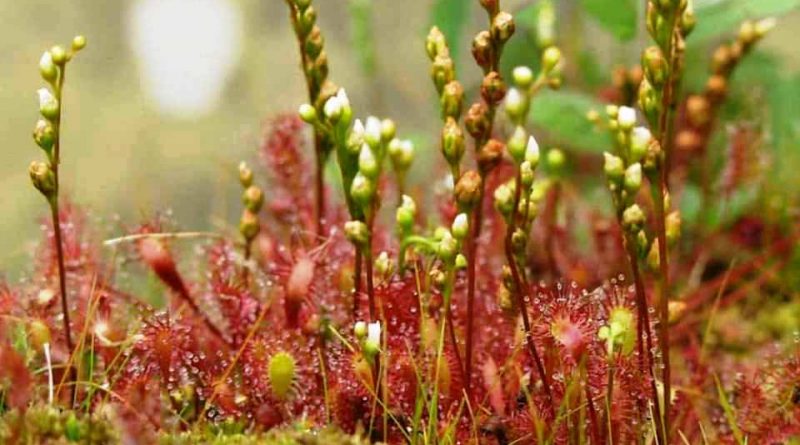 Drosera intermedia