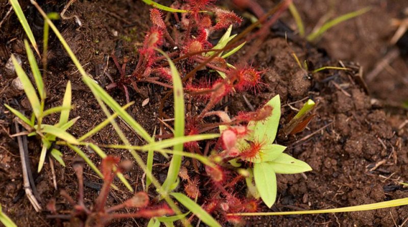 Drosera ramentacea