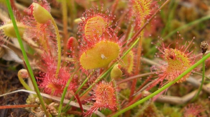 Drosera rotundifolia