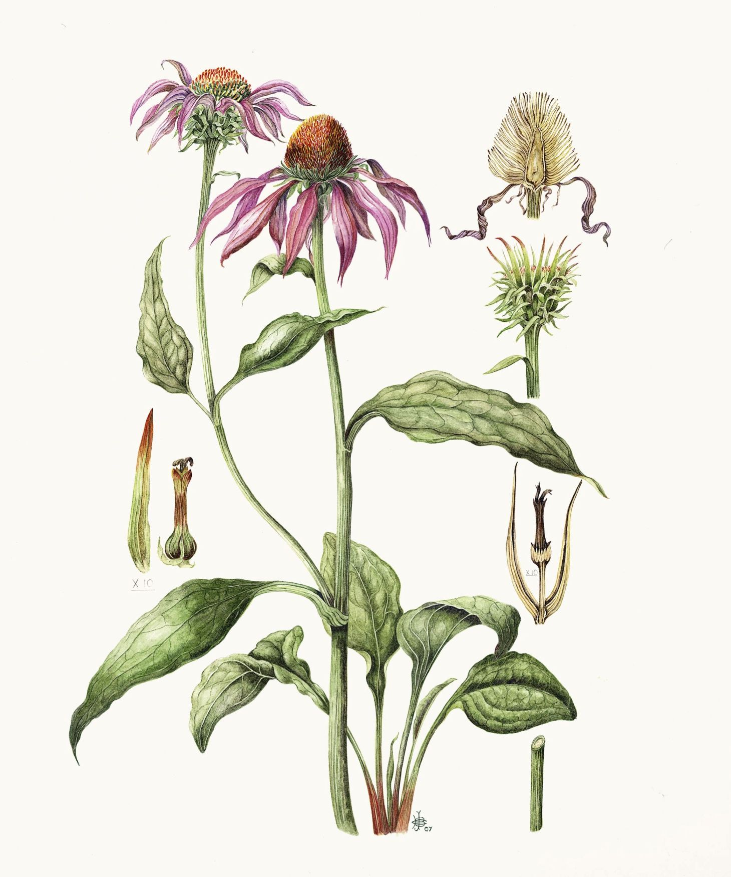 Semi Di Echinacea Angustifolia - Pianta Officinale Immunostimolante, Circa 30 Semi