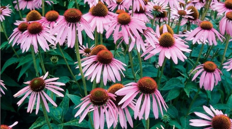 Echinacea purpurea