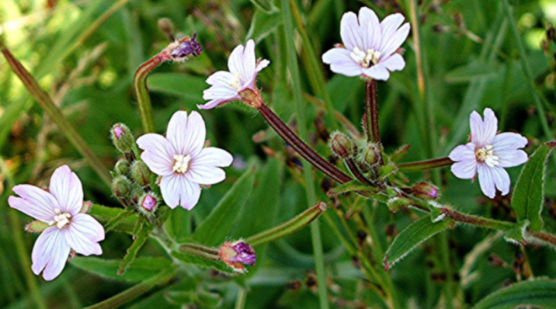 Epilobium parviflorum