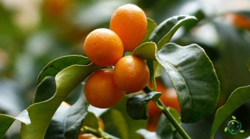 Quando si pota il Kumquat