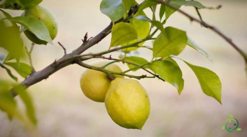 Quando si pota il limone