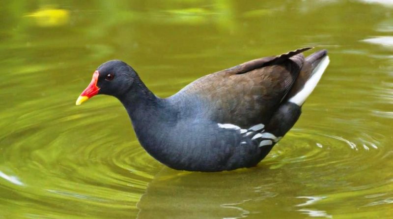 Gallinula chloropus