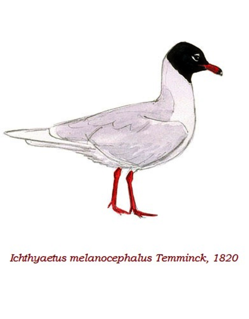 Ichthyaetus melanocephalus Systematics, Habitat, Biology