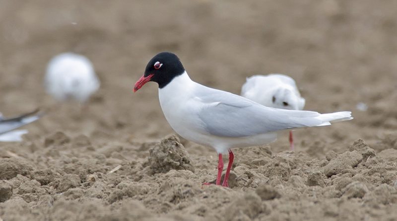 Ichthyaetus melanocephalus