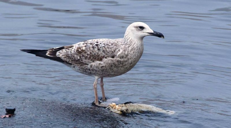 Larus cachinnans