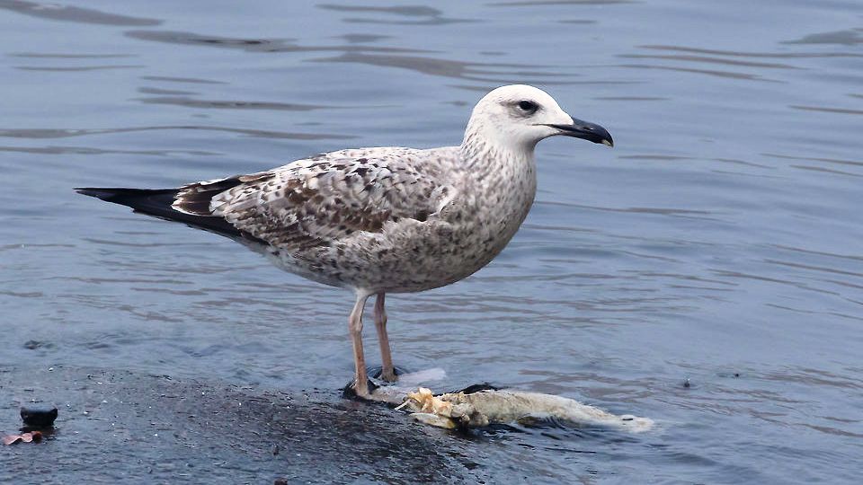 Larus cachinnans: systematics, habitat, biology, ecological role