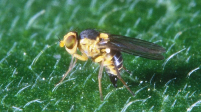 Liriomyza trifolii