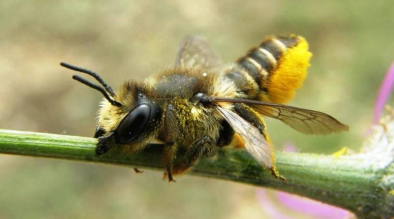 Megachile centuncularis