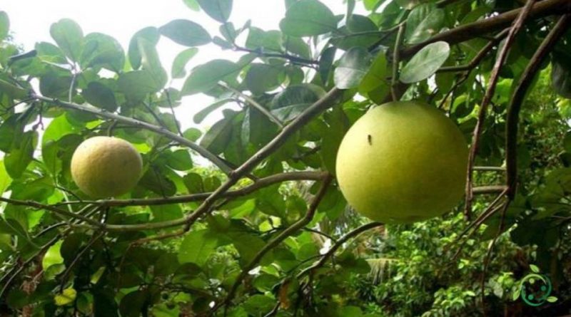 Come potare il Pomelo