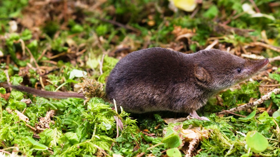 Italiano) Sorex araneus: Sistematica, Habitat, Biologia, Ruolo Ecologico ...