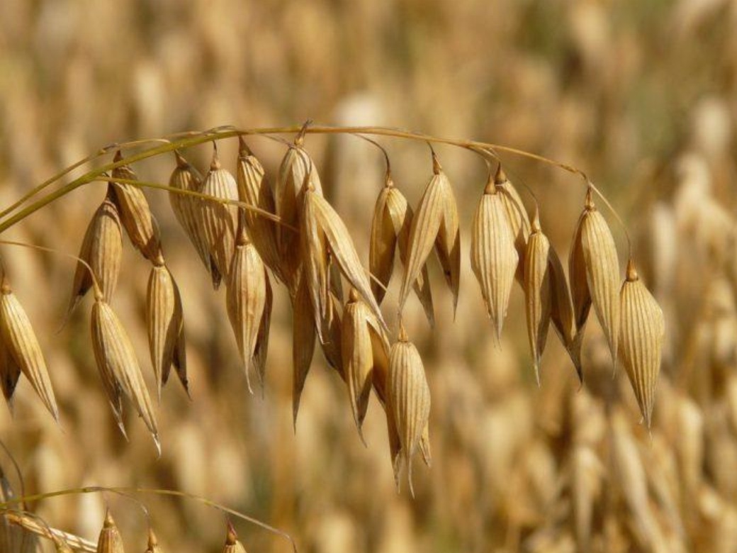 Spighe di Avena