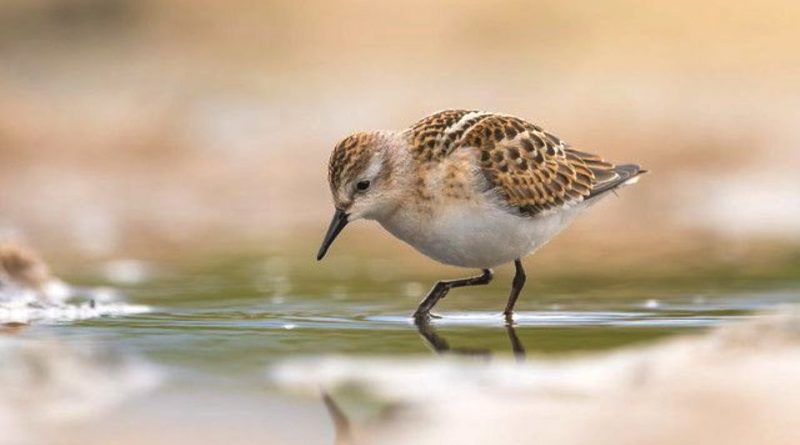 Calidris minuta