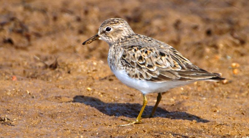 Calidris temminckii