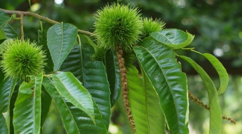 Castanea crenata