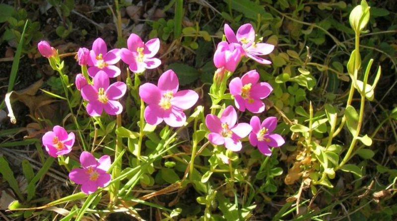 Centaurium cachanlahuen