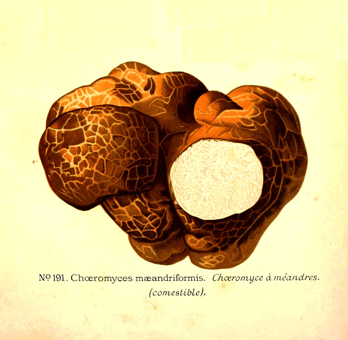 Choiromyces meandriformis: Systematics, Etymology, Habitat ...