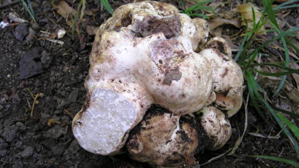 Choiromyces meandriformis Systematics, Etymology, Habitat