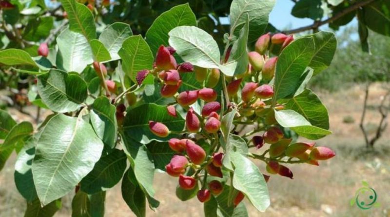 Come si coltiva il Pistacchio in maniera biologica