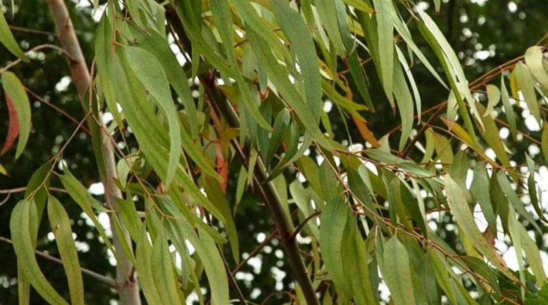 Corymbia citriodora