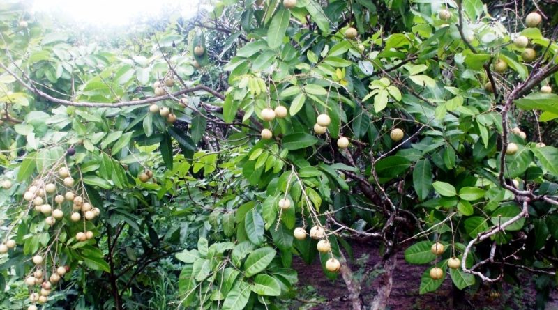 Dimocarpus longan