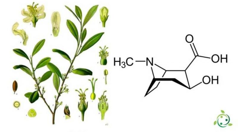 Ecgonina