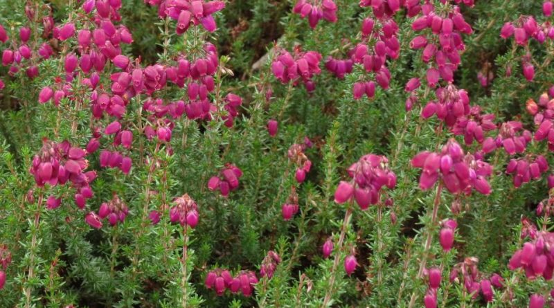 Erica cinerea