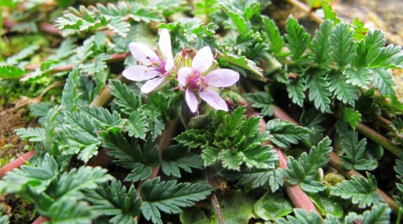 Erodium cicutarium