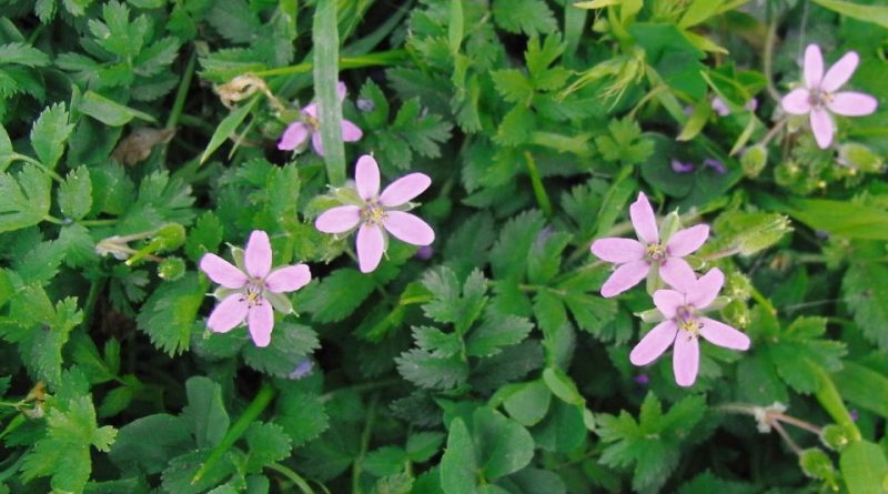 Erodium moschatum