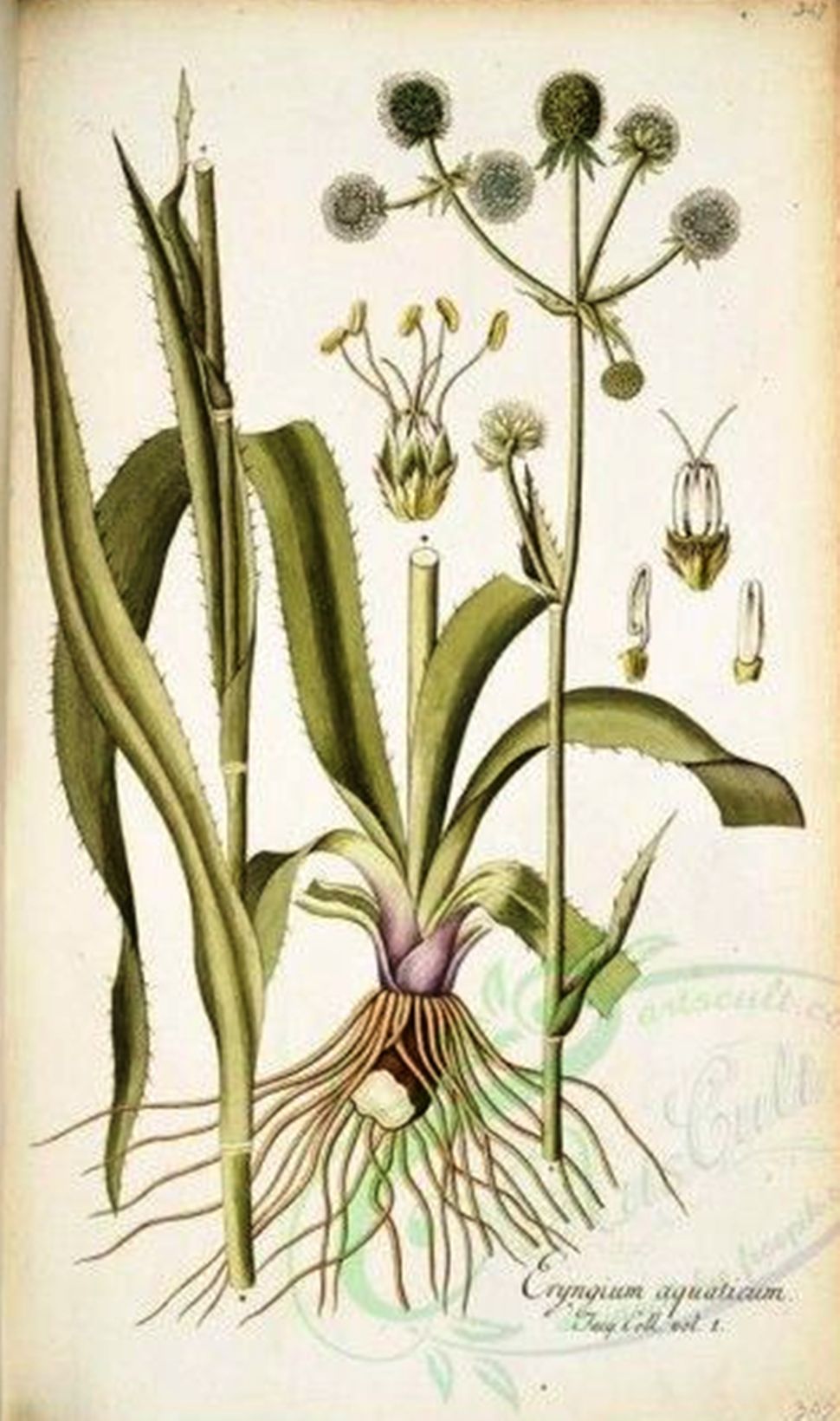 Eryngium aquaticum Systematics, Etymology, Habitat, Cultivation