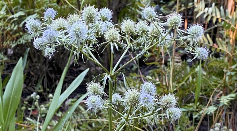 Eryngium aquaticum