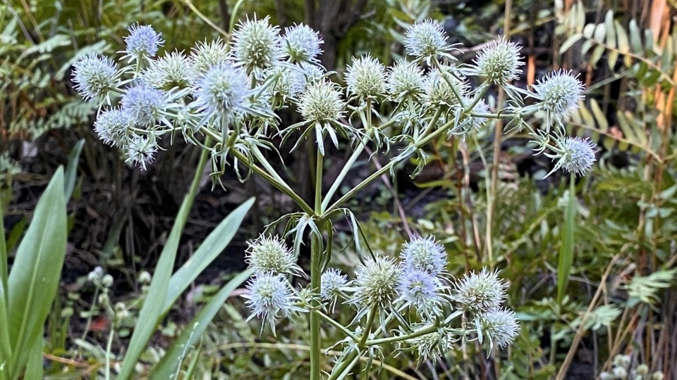 Eryngium aquaticum Systematics, Etymology, Habitat, Cultivation