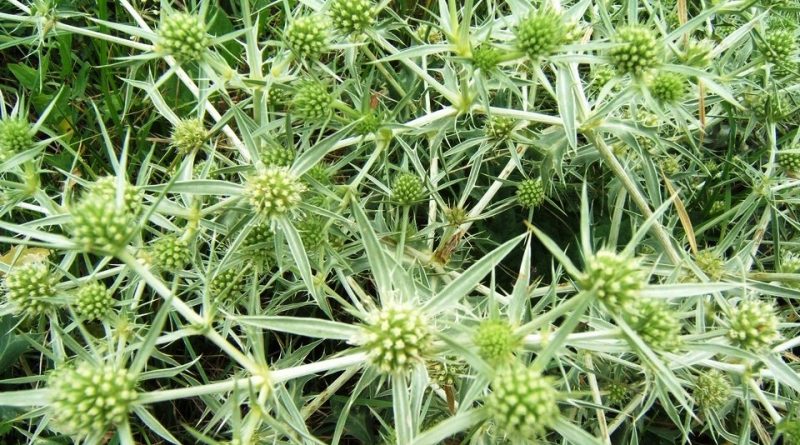 Eryngium campestre