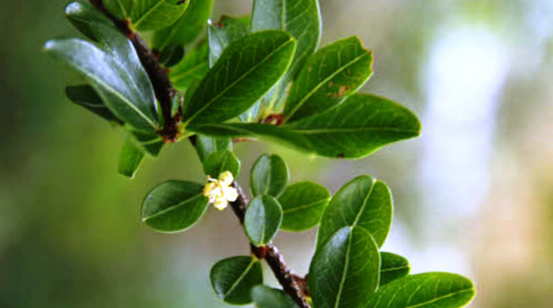 Erythroxylum vaccinifolium