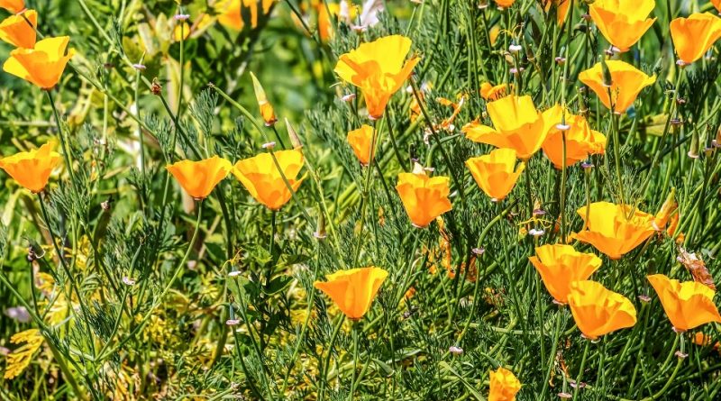 Eschscholzia californica