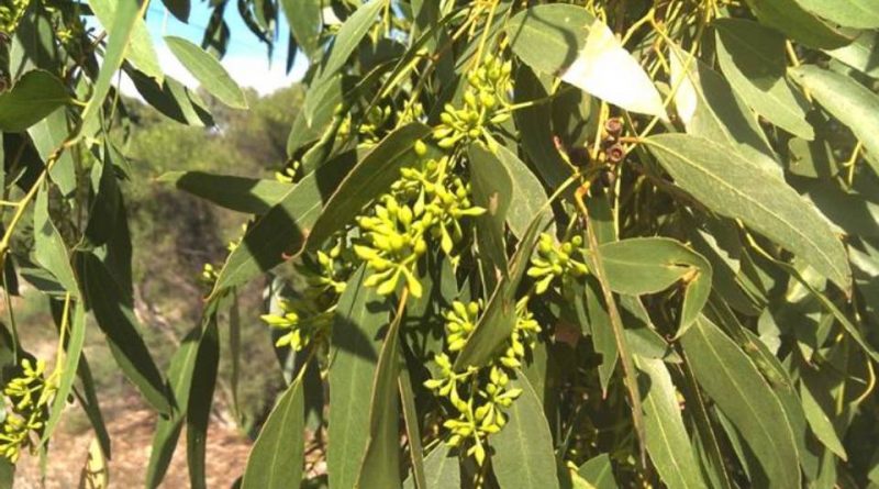 Eucalyptus odorata