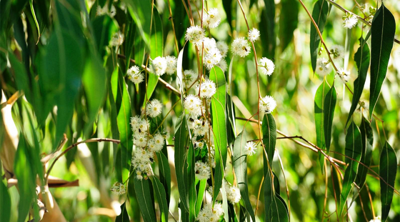 Eucalyptus smithii